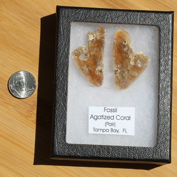 Fossil Agatized Coral - Picture 4 of 6